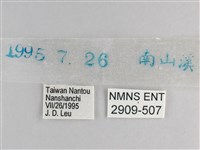 森林暮眼蝶、黑樹蔭蝶藏品圖，第3張