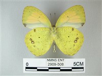 異粉蝶、雌白黃蝶藏品圖，第2張