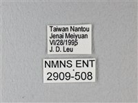 異粉蝶、雌白黃蝶藏品圖，第3張