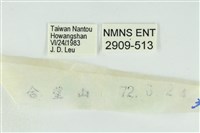 臺灣焰灰蝶藏品圖，第3張