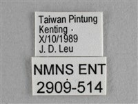 異色尖粉蝶藏品圖，第3張