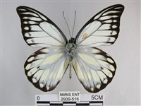 鋸粉蝶藏品圖，第1張