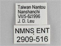 鋸粉蝶藏品圖，第3張