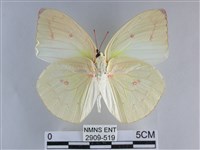 遷粉蝶、淡黃蝶藏品圖，第2張