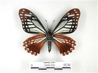 斑鳳蝶藏品圖，第2張