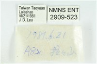 伏氏鋩灰蝶藏品圖，第3張