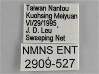 藍紋鋸眼蝶藏品圖，第3張