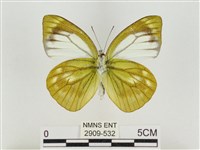 淡褐脈粉蝶藏品圖，第2張