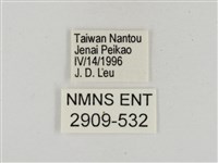 淡褐脈粉蝶藏品圖，第3張