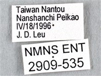 劍鳳蝶藏品圖，第3張