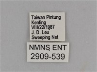 異紋紫斑蝶藏品圖，第3張