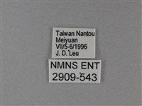 異紋帶蛺蝶藏品圖，第3張