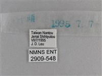 小雙尾蛺蝶藏品圖，第3張