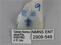 臺灣榿翠灰蝶藏品圖，第3張