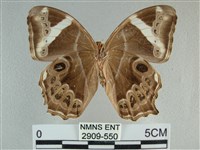 長紋黛眼蝶藏品圖，第2張