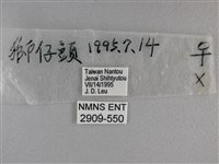 長紋黛眼蝶藏品圖，第3張