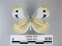 緣點白粉蝶藏品圖，第2張