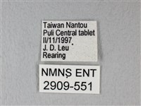 緣點白粉蝶藏品圖，第3張