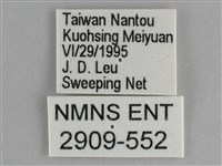 細帶環蛺蝶藏品圖，第3張