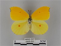 圓翅鉤粉蝶藏品圖，第1張