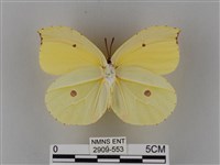 圓翅鉤粉蝶藏品圖，第2張