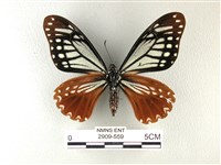 斑鳳蝶藏品圖，第2張