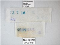 綠灰蝶埔里亞種藏品圖，第3張
