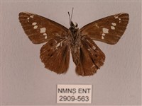 臺灣瑟弄蝶藏品圖，第2張