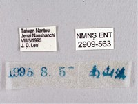 臺灣瑟弄蝶藏品圖，第3張