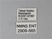 橙端粉蝶、端紅蝶藏品圖，第3張