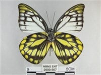 鋸粉蝶藏品圖，第2張