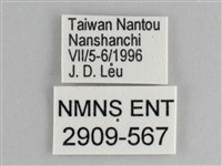 鋸粉蝶藏品圖，第3張