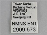 臺灣環蛺蝶藏品圖，第3張