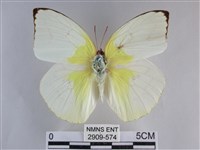 遷粉蝶、淡黃蝶藏品圖，第1張