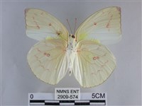 遷粉蝶、淡黃蝶藏品圖，第2張