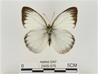 淡褐脈粉蝶藏品圖，第1張