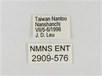 淡褐脈粉蝶藏品圖，第3張