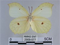 臺灣鉤粉蝶藏品圖，第2張