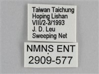 臺灣鉤粉蝶藏品圖，第3張