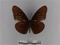 異紋紫斑蝶藏品圖，第2張