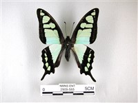 寬帶青鳳蝶藏品圖，第1張