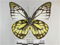 鋸粉蝶藏品圖，第2張