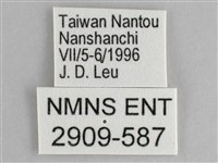 鋸粉蝶藏品圖，第3張