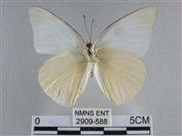 尖翅尖粉蝶藏品圖，第2張