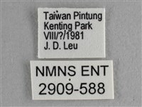 尖翅尖粉蝶藏品圖，第3張