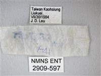 細邊琉灰蝶藏品圖，第3張