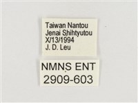 淺色眉眼蝶藏品圖，第3張