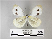 緣點白粉蝶藏品圖，第2張