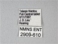 緣點白粉蝶藏品圖，第3張