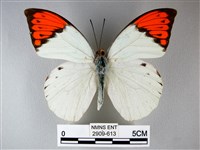 橙端粉蝶、端紅蝶藏品圖，第1張